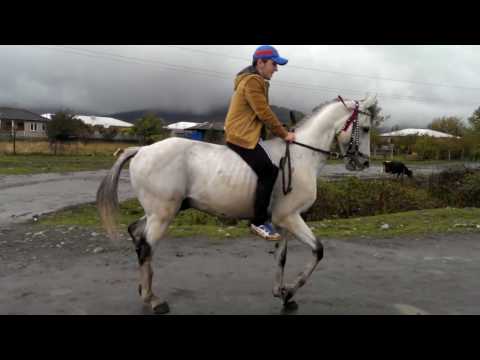 Pankisi / Chanchqeri / Arabian horse / არაბული ცხენი / ჩანჩქერი